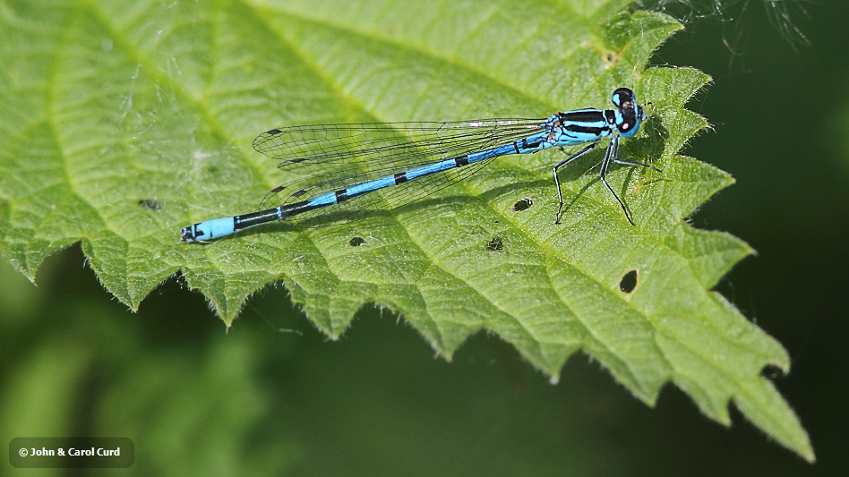 J01_2713 Coenagrion puella male.JPG